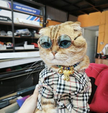 Mèo Tôm