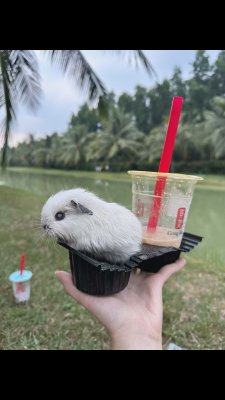 Đậu 🫘